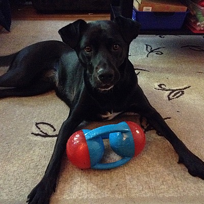 Timeline: A Dog's Life