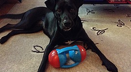 Timeline: A Dog's Life