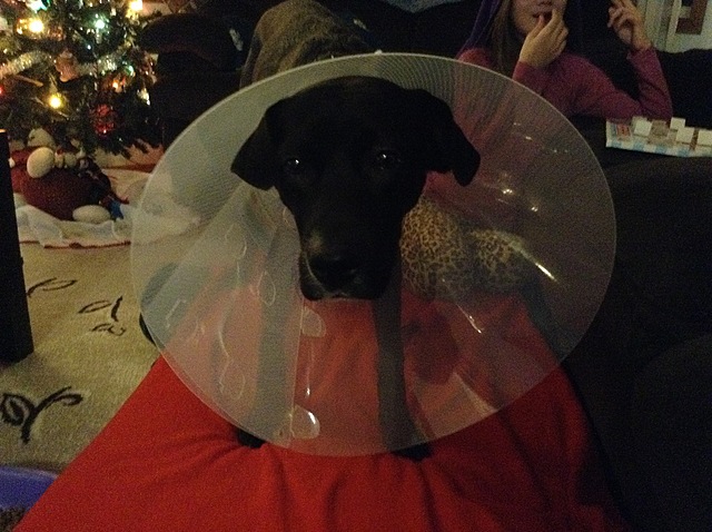 "The Christmas Spay"