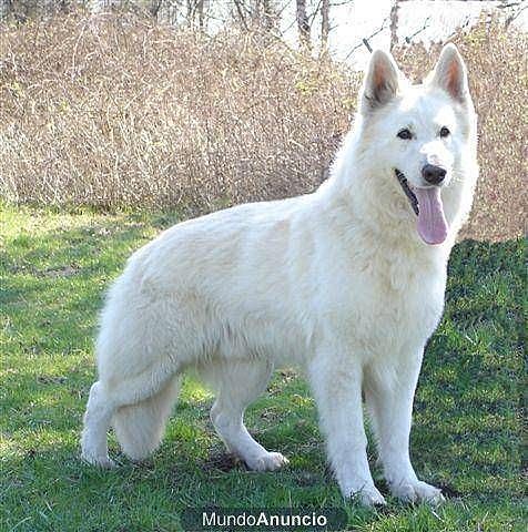 when my dog has puppies