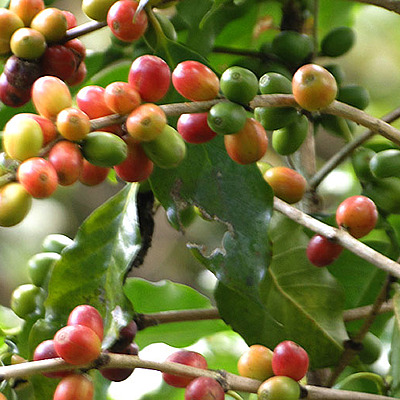 Timeline: HISTORIA DE EL CAFE EN EL SIGLO XIX