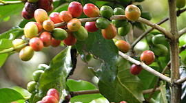 Timeline: HISTORIA DE EL CAFE EN EL SIGLO XIX