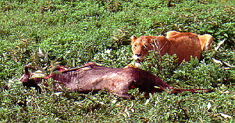 finds his uncle in a camp, uncle is killed by officer