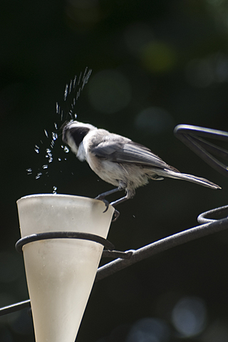 he is put in a gas chamber