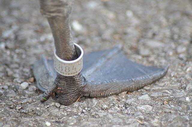 he tries to switch his armband but some one calls him out