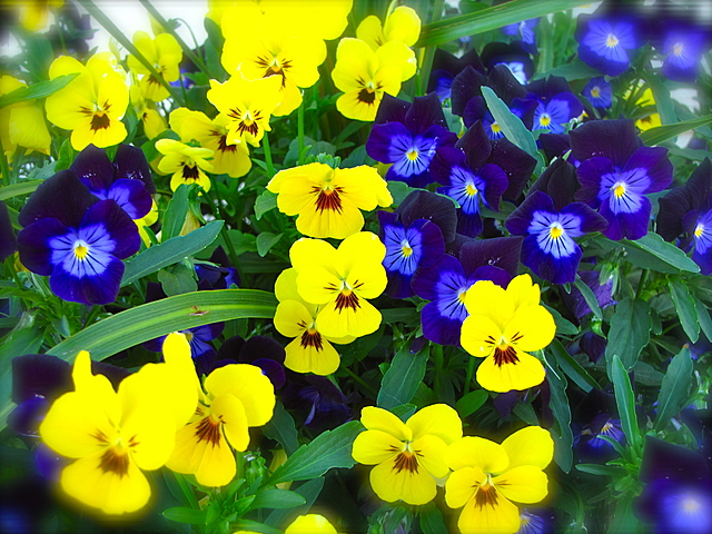 Primrose gets chosen to be a tribute but Katniss volunteers instead