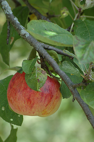 Jonas notices that sometimes objects change when he looks at them