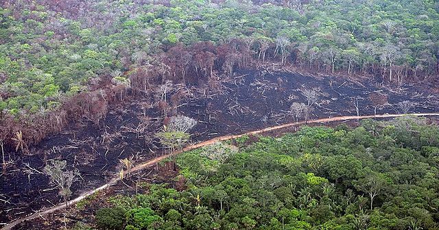 incesante lucha contra la de forestación en la Amazonia
