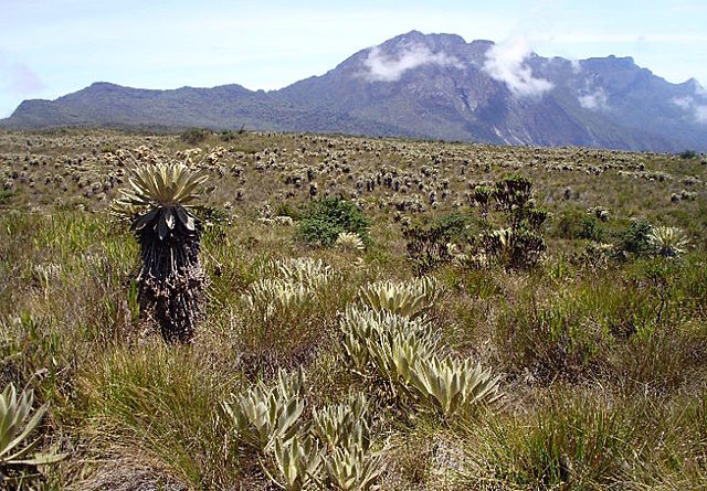 Más áreas protegidas pero recursos limitados