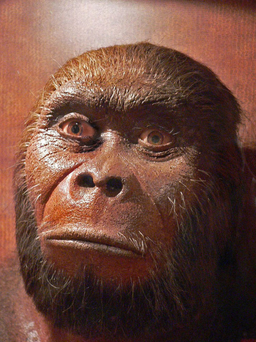 Homo habilis