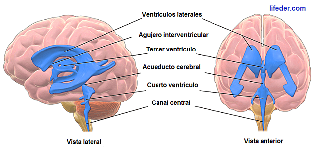 Anatomia del cerebro