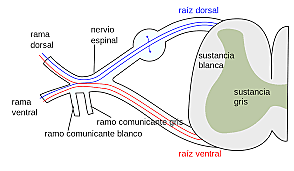 Carta Magna Neurologia
