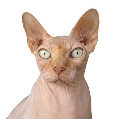 Timeline: Antic Egipte