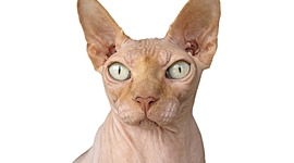 Timeline: Antic Egipte