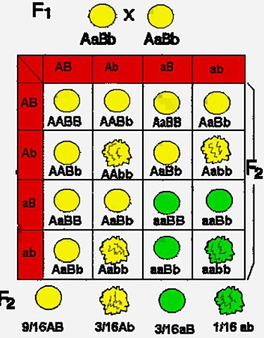 Teoría cromosómica del la herencia