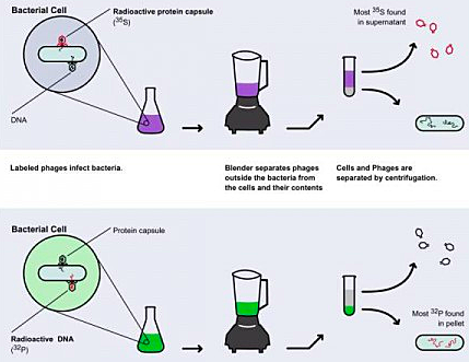 Experimento de Hershey y Chase