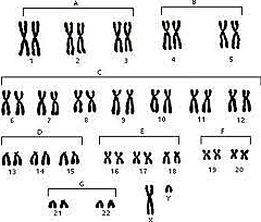 Joe Hin Tjio y Albert Levan