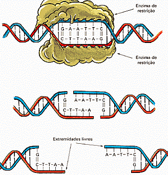 Se descubre las enzimas de restricción