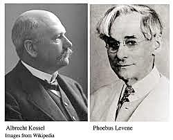 Phoebus Levene y Albrecht Kossel