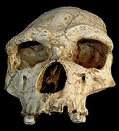 RESTES HUMANES MES ENTIGUES DE LA PENÍNSULA IBÈRICA (Homo antecessor)