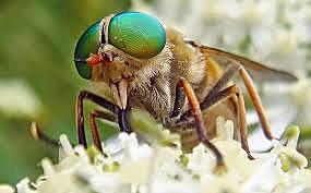 Nire lehenengo pikadura