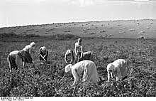 COLECTIVIZACIÓN DE TIERRAS