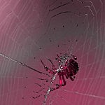 Upon a spider catching a fly