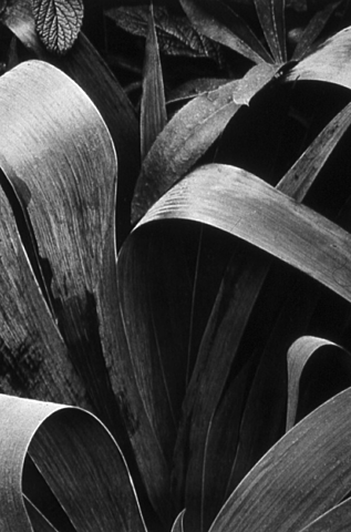 Strand, Naturaleza en primer plano