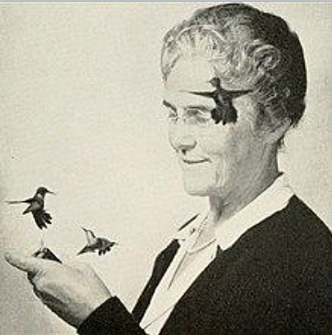 Harold, fotografió colibries en movimiento