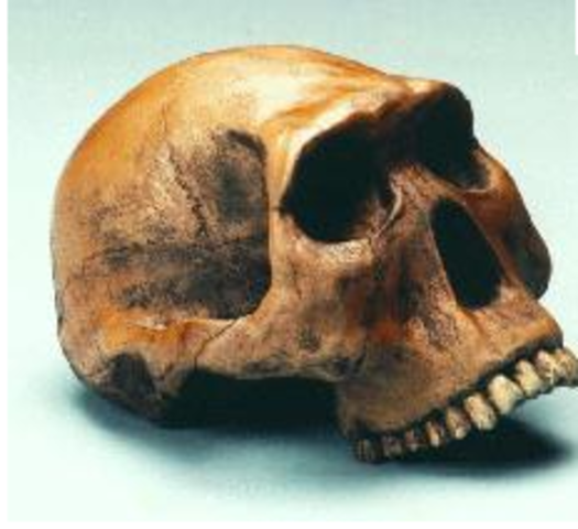 Homo Habilis