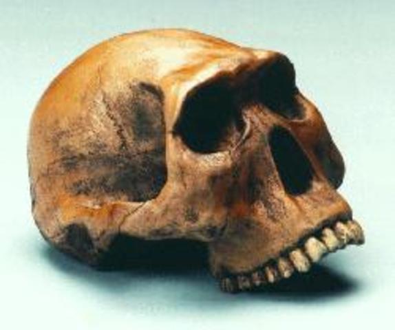 Homo Rudolfensis