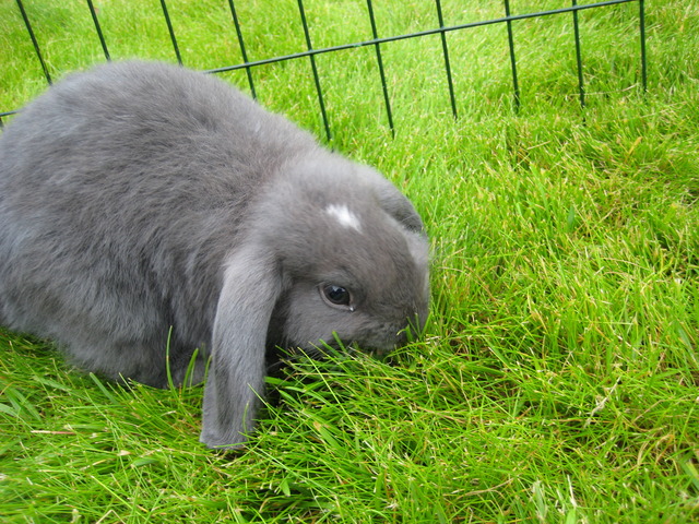 Vi skaffade oss en kanin