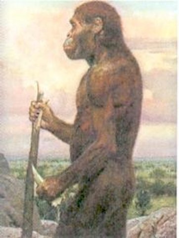 Australopithecus anamensis