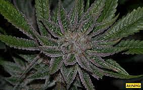 COREA (2000 a.C) - INDIA (1000 a.C)