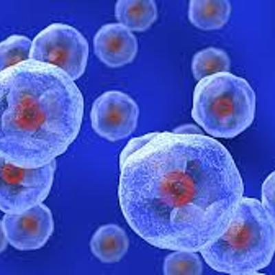 Timeline: LA CÉLULA