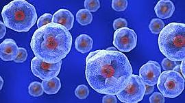 Timeline: LA CÉLULA