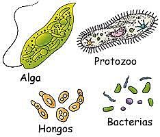 Anton van Leeuwenhoek