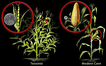 Selective Breeding of Corn