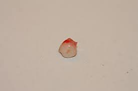 NIRE JAUSITAKO 1.HORTZA.