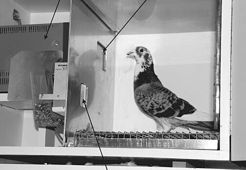 B. F. Skinner, experimento de ¨La superstición de las palomas¨