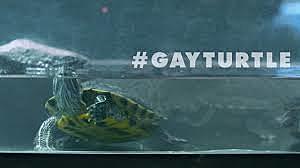 Amnesty International - #GayTurtle