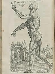 Descripciones Anatomicas