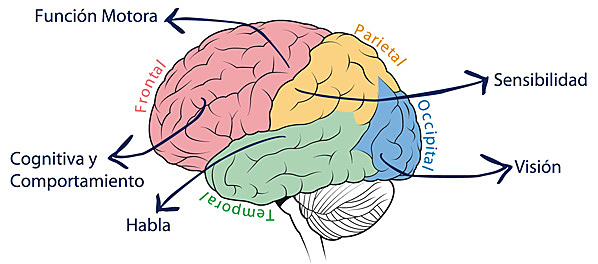 Descubrimientos del cerebro