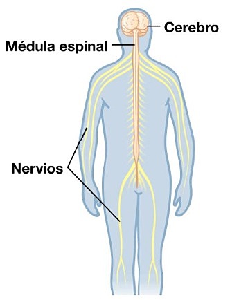 Un origen, mas de una funcion.
