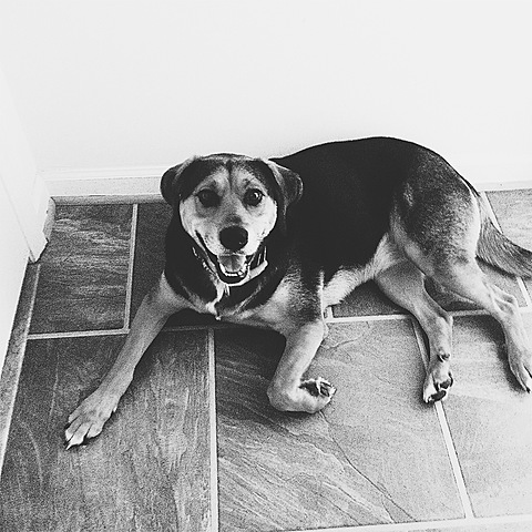 Adopter Une Chien --> 26 Décembre 2014