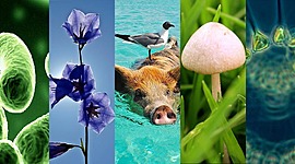 Timeline: Historia de la clasificación de los seres vivos.