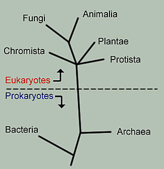 SISTEMA DEL CATÁLOGO DE LA VIDA DE RUGGIERO