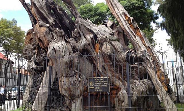 Árbol de la noche triste