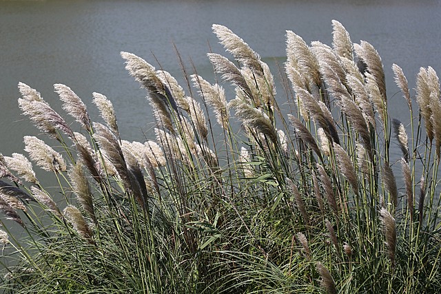 Neolítico - Agricultura