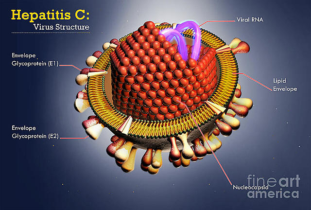 Hepatitis C Cure
